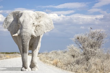elefantul alb
